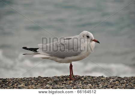 seagull