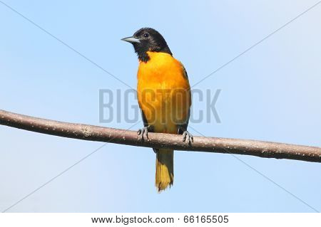 Baltimore Oriole (icterus Galbula)