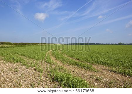 Pea Field With Hedgerows