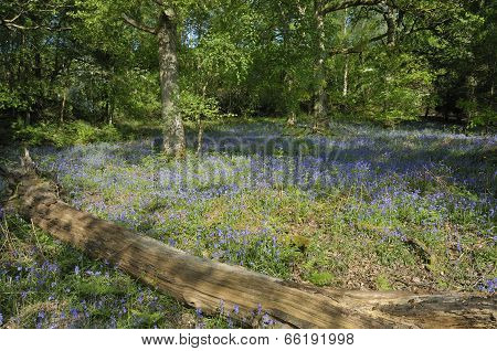 Bluebells Carpet Oak Woodland Floor
