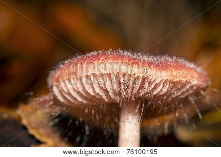 Macro Of A Red Mushroom In Autumn