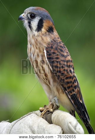 Bird on a Glove