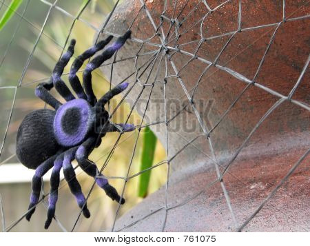 Spider