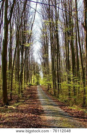 Spring beech forest