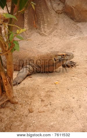 Komodo dragon