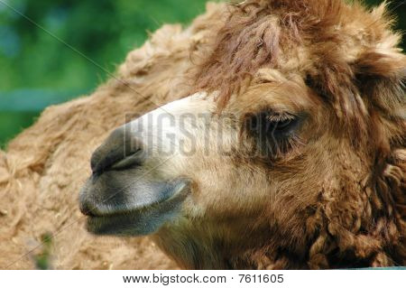 muotokuva Camel