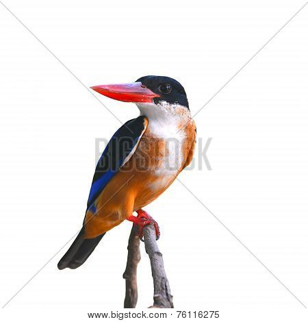 Black-capped Kingfisher Bird