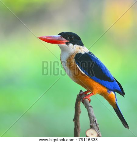 Black-capped Kingfisher Bird