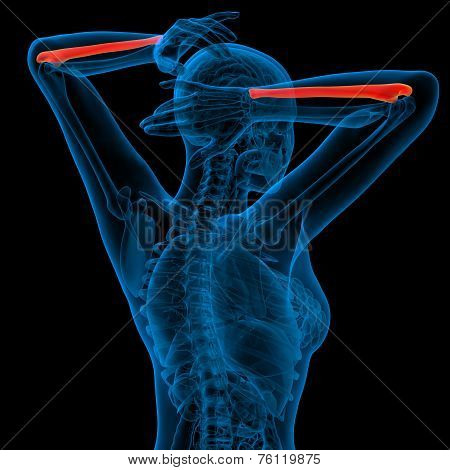3D Render Medical Illustration Of The Ulna Bone