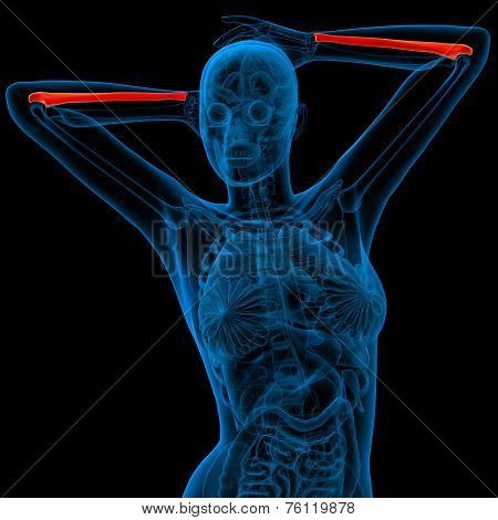 3D Render Medical Illustration Of The Ulna Bone