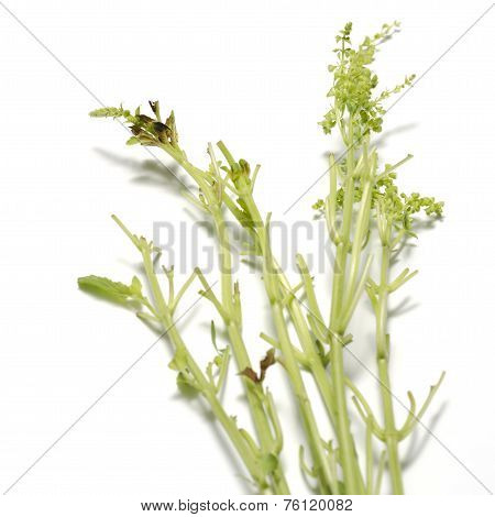 Leaf Stalk Basil