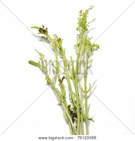 Leaf Stalk Basil