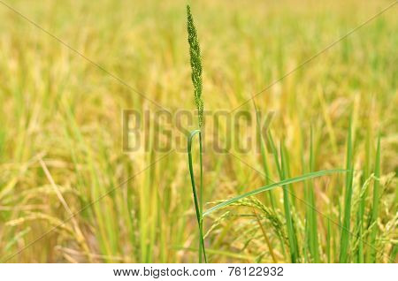 Oryza sativa