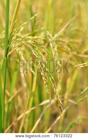 Oryza sativa