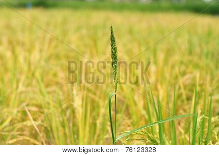 Oryza sativa