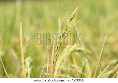 Oryza sativa