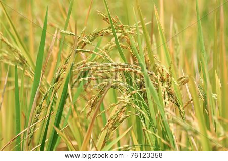 Oryza sativa