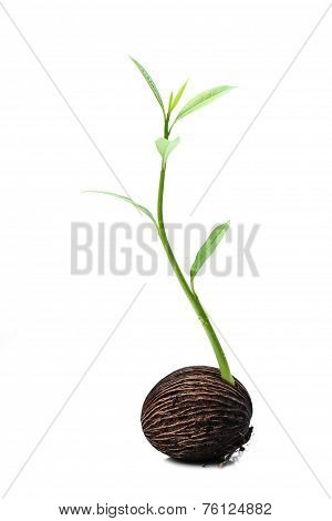 New Life Suicide Tree Seed