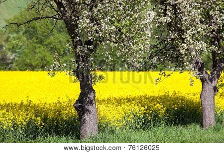 Cherry Blossom And Rapeseed Field