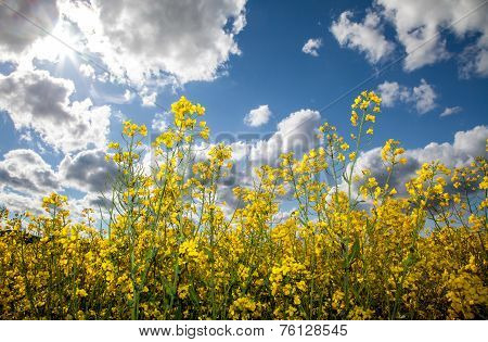 Rapeseed field
