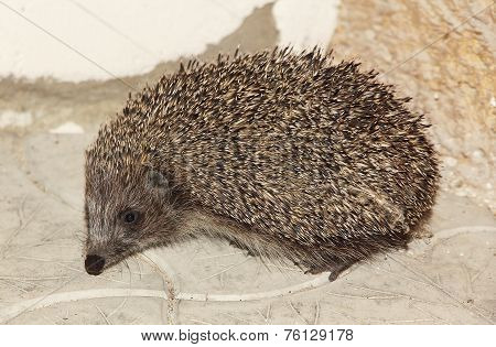 Small Hedgehog On Stone Floor.