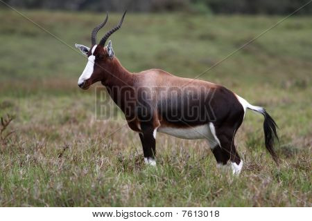 Antilope bontebok
