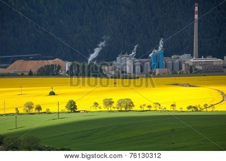 Rapeseed Field