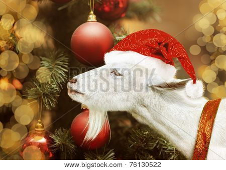 White Goat Holding In Santa Claus Hat