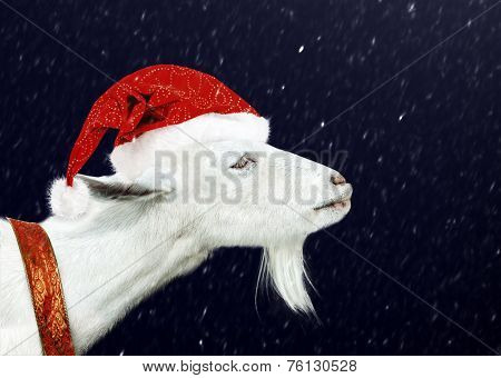White Goat Wearing Santa Claus Hat