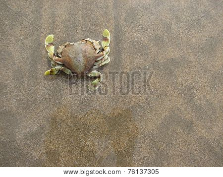 Crab in beach background