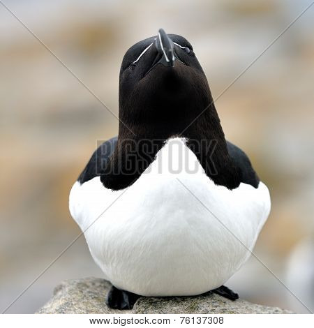 Razorbill