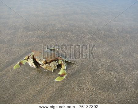 Crab in beach background