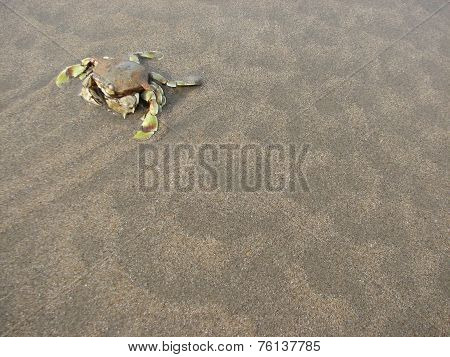 Crab in beach background