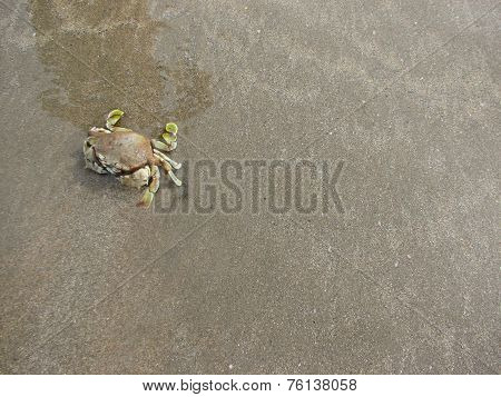 Crab in beach background