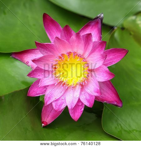 Pink Lotus On The Pond