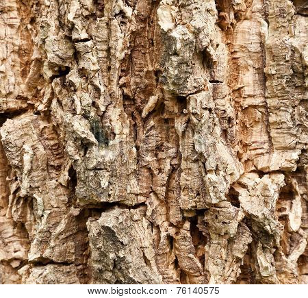 Old Wood Tree Texture