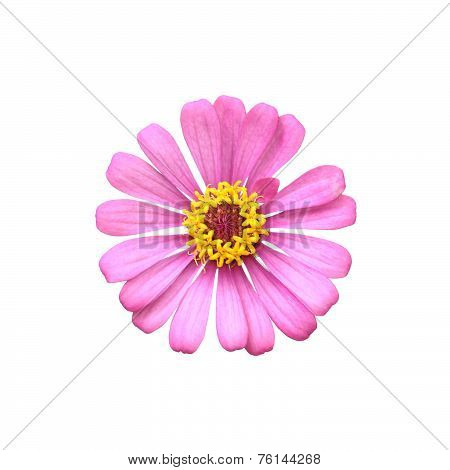 Pink Zinnia Elegans Isolated On White Background