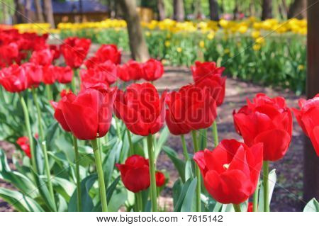 Piros tulipán