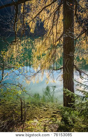 Larch tree