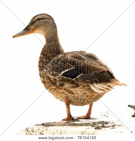 Isolated Mallard Duck Standing On A Boat