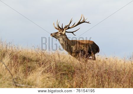 Majestic Red Deer Stag On The Run