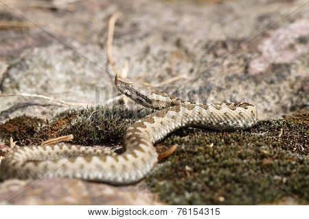 Young European Sand Viper