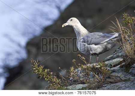 Glaucous-winged Gull Is Sitting On The Slope Of The Shore Of The Bay