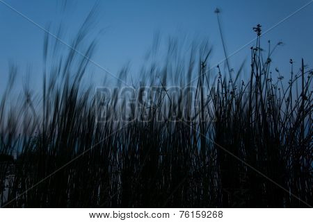 Cattails
