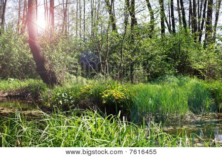 Rayons de soleil dans le marais