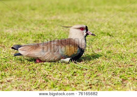 Bird Southern Lapwing (vanellus Chilensis) Sitting Resting On Grass