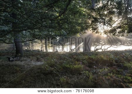 Sun Beams Shining Through Trees In Forest On Foggy Autumn Fall Sunrise Landscape