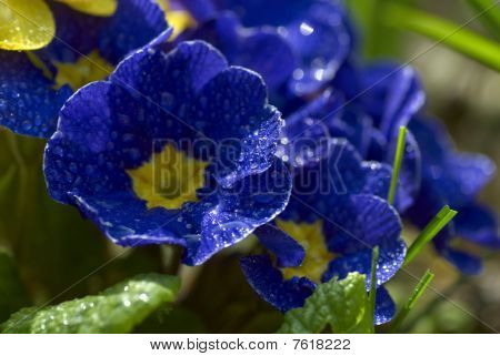 ดอกไม้ pansies
