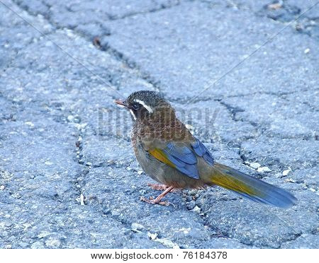 Formosan Laughing Thrush