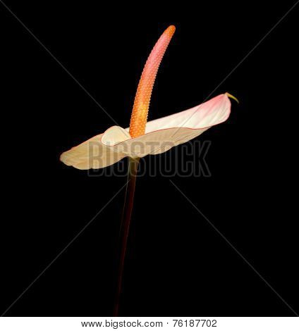 Pink Anthurium